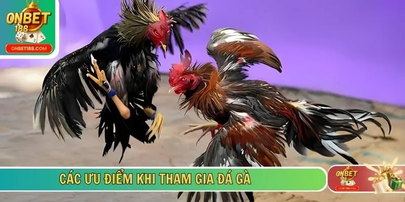 Các ưu điểm khi tham gia đá gà 
