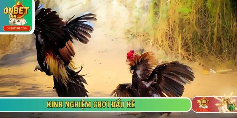 Kinh nghiệm chơi đấu kê 